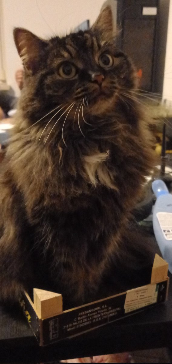 crownthedevil1's tweet photo. @DontShowYourCat my grumpy princess pauli and my gentle giant carlos :) https://t.co/DKnMTiqsT6