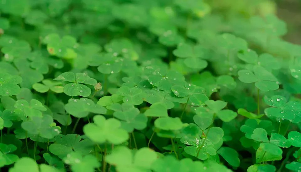 Websters_Intl's tweet photo. Lá fhéile Pádraig sona dhuit! Happy #StPatricksDay to everyone celebrating today and over the weekend, including our Irish translator! We’re wearing green and getting into the Irish spirit here at Websters. We hope you all have a lucky day! ☘️💚 https://t.co/qBukHDVfPg
