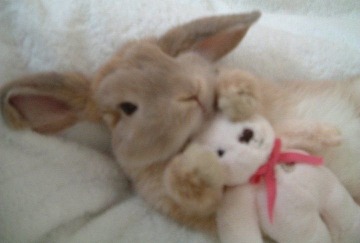 Bunnies (@rabbiteveryhour) on Twitter photo 