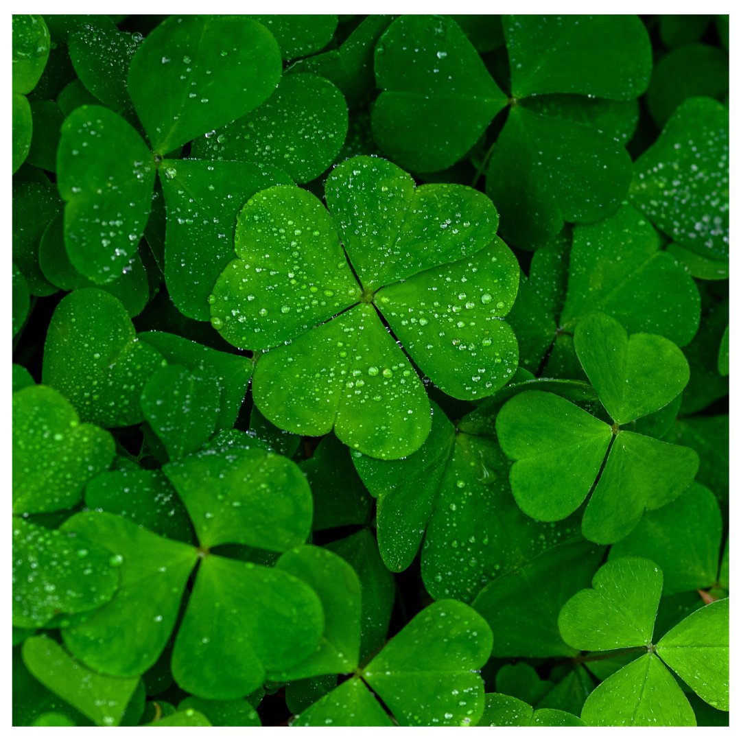 🍀 Happy St. Patrick's Day from all of us at Maylim 🍀

We're proud to celebrate our heritage and the cultural contributions of the Irish community.

So, today, whether you're Irish by birth or Irish at heart, raise a glass to the Emerald Isle! 

#StPatricksDay #IrishInLondon