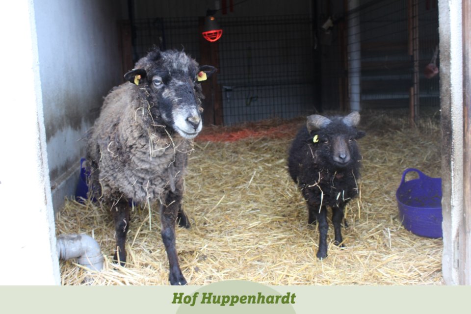 huppenhardt's tweet photo. Man nennt es doch "Win-Win-Situation", wenn alle Beteiligten von einer Situation profitieren, oder? Dann ist die neue Wohnsituation von Karlchen und mir auf jeden Fall eine 😊 Eure Lilly
#cute #etn #picoftheday #schaf #schafe #wg #wgleben #jungundalt #süß #oma #großmutter https://t.co/PHOp3xfdxp