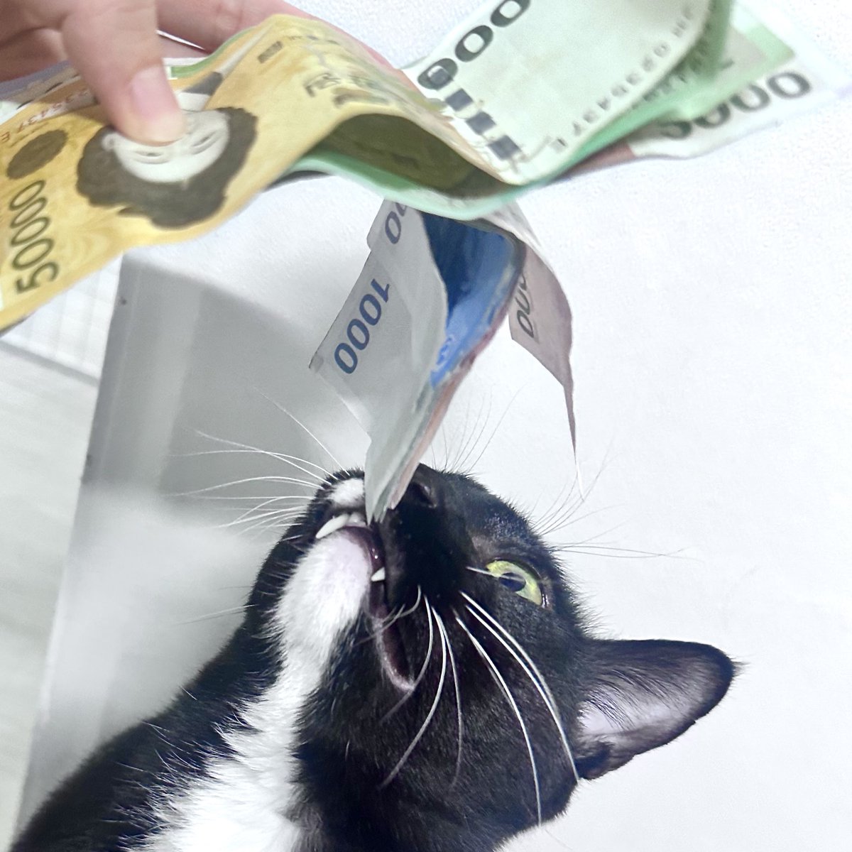 ERCCnft's tweet photo. [My Retired Rich Cat Event😸]
Any hoomans here who have real-lyfe cat buddies? Itz ur time to show dem off😻
No cat in your houz? hmmm.. wE will allow othr animalz like 🐶 for dis time, but ur winning chance dropz by 0.001%!

Period: Until Mar 24, 09:00 (UTC +0)

[1/3] https://t.co/G6Sc1ZBCzV