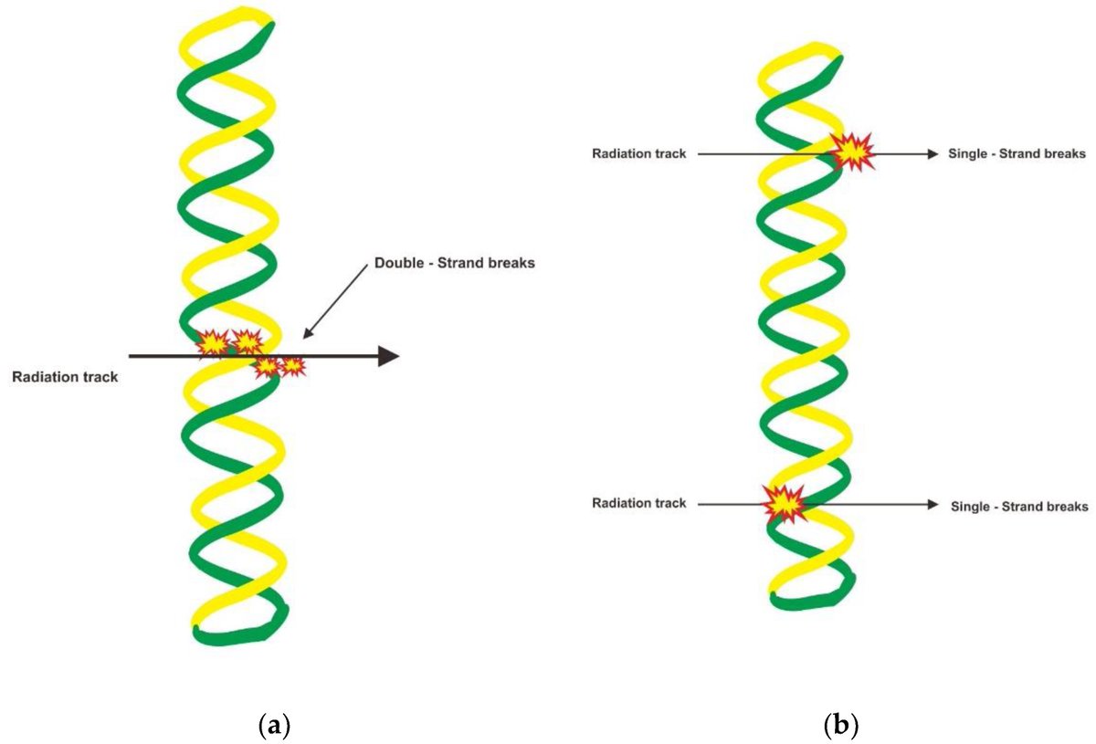 Molecules_MDPI's tweet photo. 📌#alphaparticles #augerelectron #betaparticles #nanotargetedtherapy 
New Publication “Radiopharmaceutical Treatments for Cancer Therapy, Radionuclides Characteristics, Applications, and Challenges”
By Elliyanti, et al. 
👉https://t.co/YIS9oVL0lD
#mdpimolecules #NewPublication https://t.co/VYqu2bN7kC