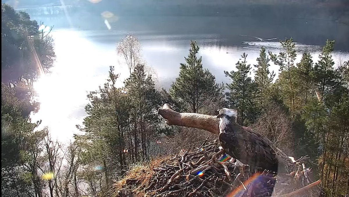 geemeff's tweet photo. Welcome home #NC0 to @LochoftheLowes nest this morning! So good to see you, now we wait for #Laddie #LM12. @ScotWildlife #birds #BirdsSeenIn2023 #Osprey season has truly begun! https://t.co/FaA9juSGDt