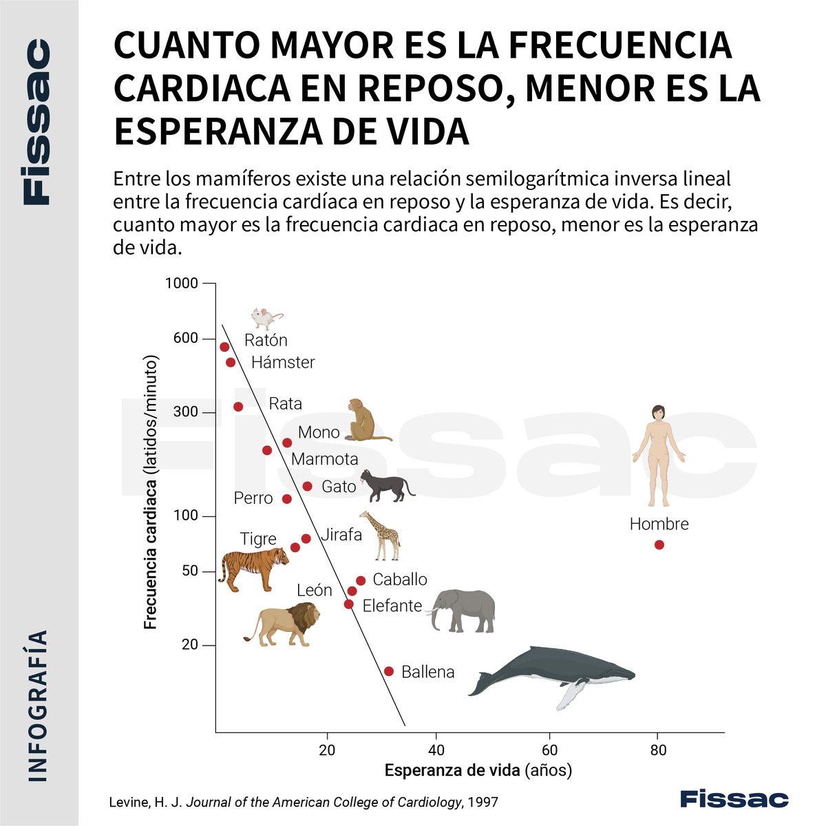 Fissac_es's tweet photo. 🦁En relación a la FC en reposo existe una constante muy interesante.

🤔Cuanto mayor es la FC en reposo, menor es la esperanza de vida.

🎧En este audio-artículo te contamos el impacto de la FC para mejorar la salud.

💎Disponible en Fissac+ 👇
https://t.co/oTCPSPCCTQ https://t.co/nNFjN80qPC