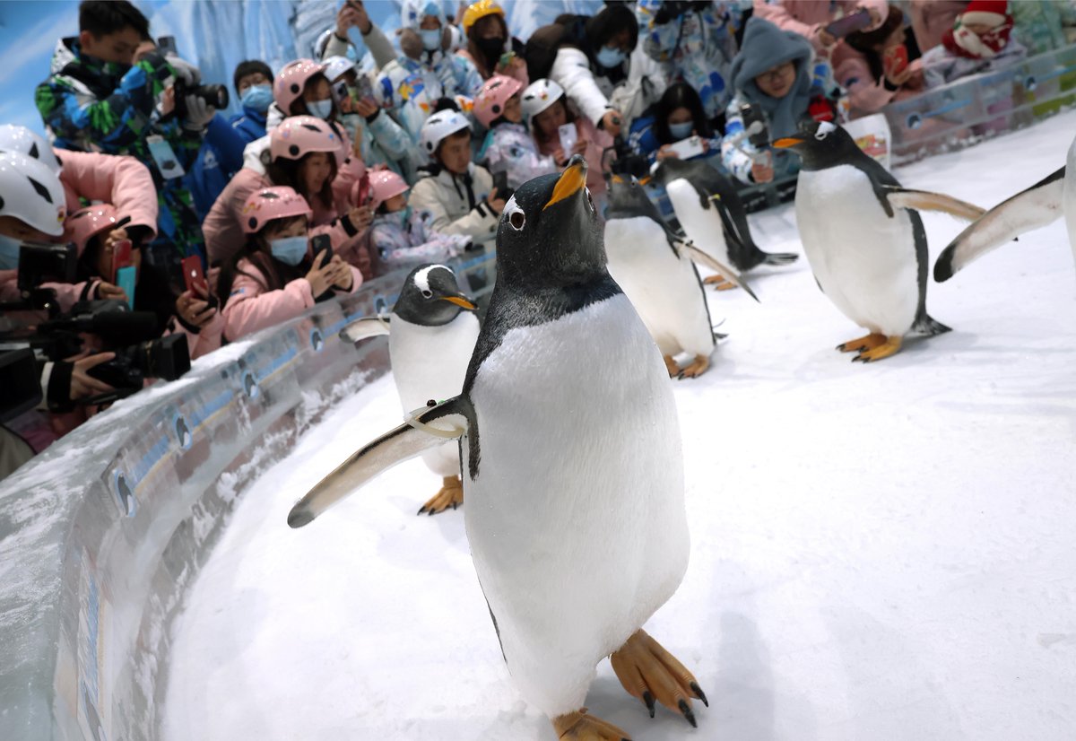 Residents in #Guangzhou now can meet #penguins without having to travel