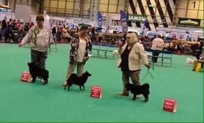 Six years ago Carat won the Schipperke b****h CC and Florence was Best Puppy in breed at #Crufts