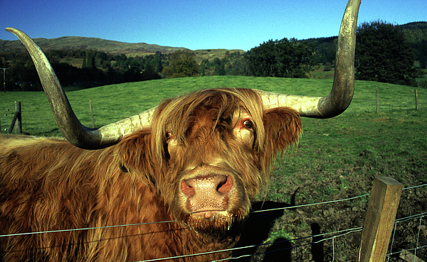 Stuart_C_Clarke's tweet photo. New artwork for sale! - "Highland cattle" - https://t.co/KIB5kfYW0I @fineartamerica https://t.co/Zd4aXBB7qL