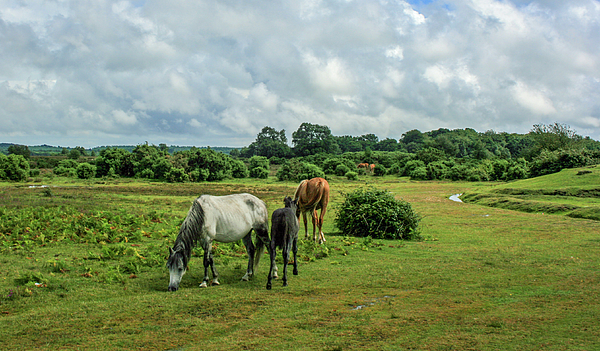 Stuart_C_Clarke's tweet photo. New artwork for sale! - "New Forest ponies" - https://t.co/oJf4GVTJdM @fineartamerica https://t.co/QfflocbZZg