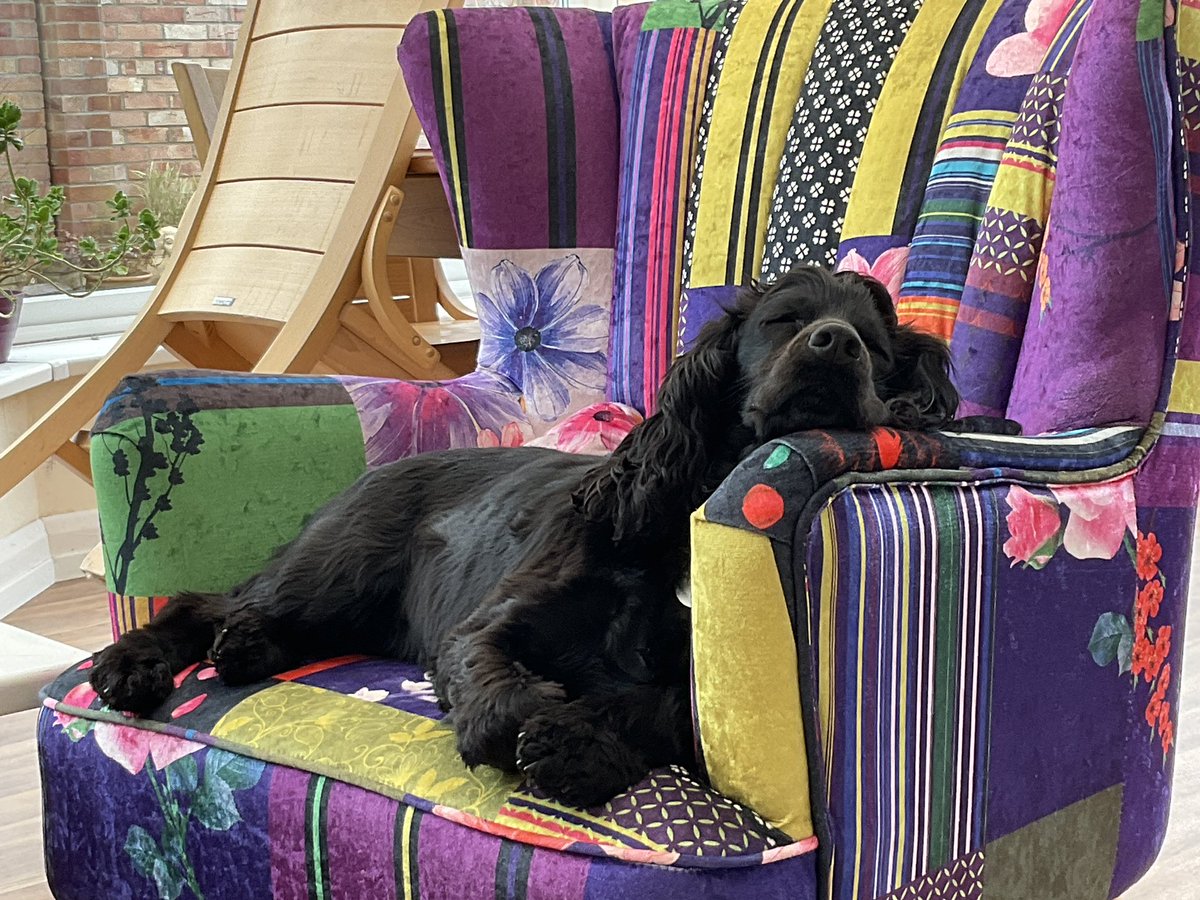 TheDogsCollar1's tweet photo. A quick nap whilst Dad has a coffee… Happy Friday #dayoff https://t.co/qPR8dzLTpN