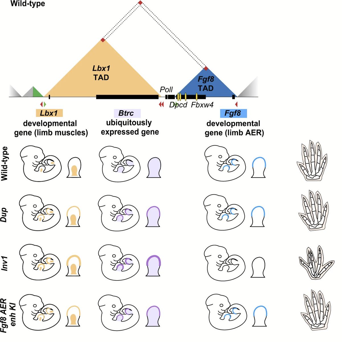Stefan Mundlos tweet media