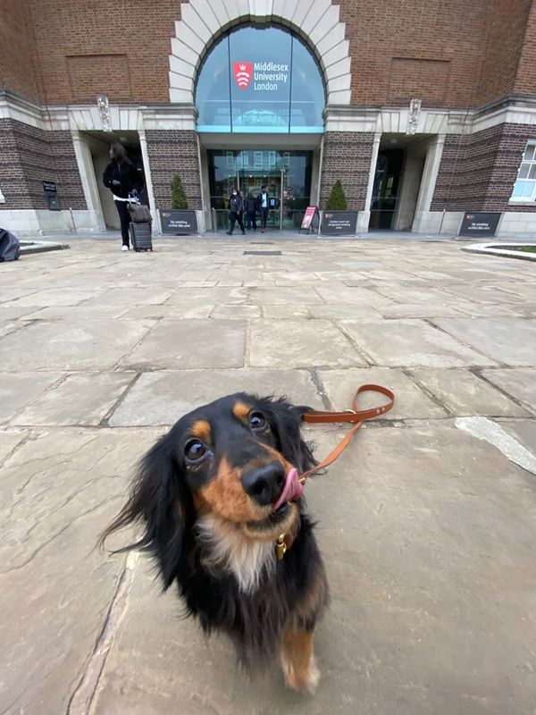 Rumour has it that Poppy is studying for her Dogtorate - what do you think her thesis topic is going to be? 👇 

#DogsOfTwitter