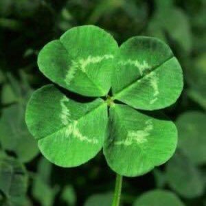 SkyhawkAggie's tweet photo. Today we salute the Clover....a good livestock forage.....a sustainable cover crop.....unwanted in our turf grass.....and a symbol for 4-H.  Happy St. Patrick’s Day! https://t.co/7JsmbW9Xto
