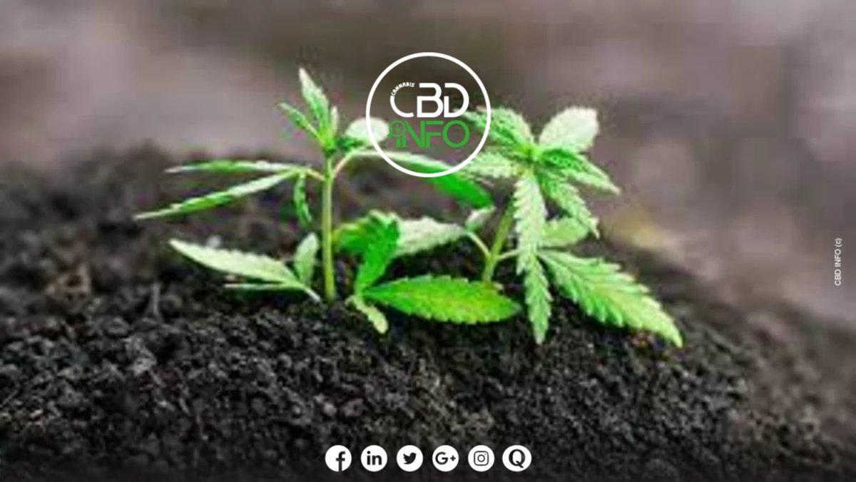 De la p'tite graine au produit CBD : Le parcours en 10 étapes ! 🌿💨
#cannabiscbd #CBDInfo #FleurdeCBD #graines

cannabis-cbd-info.com/de-la-ptite-gr…