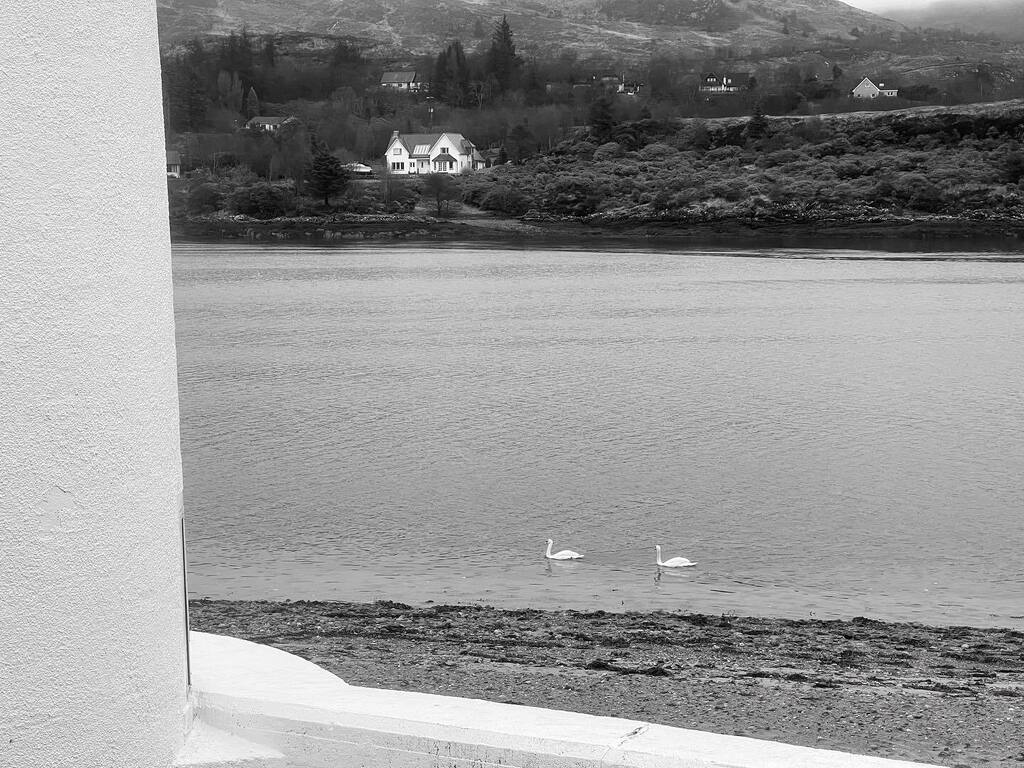 corranlight's tweet image. A fine sight this morning.
.
#swans #lochlinnhe #ardgour #highland #scotland instagr.am/p/Cp4gs76txHr/