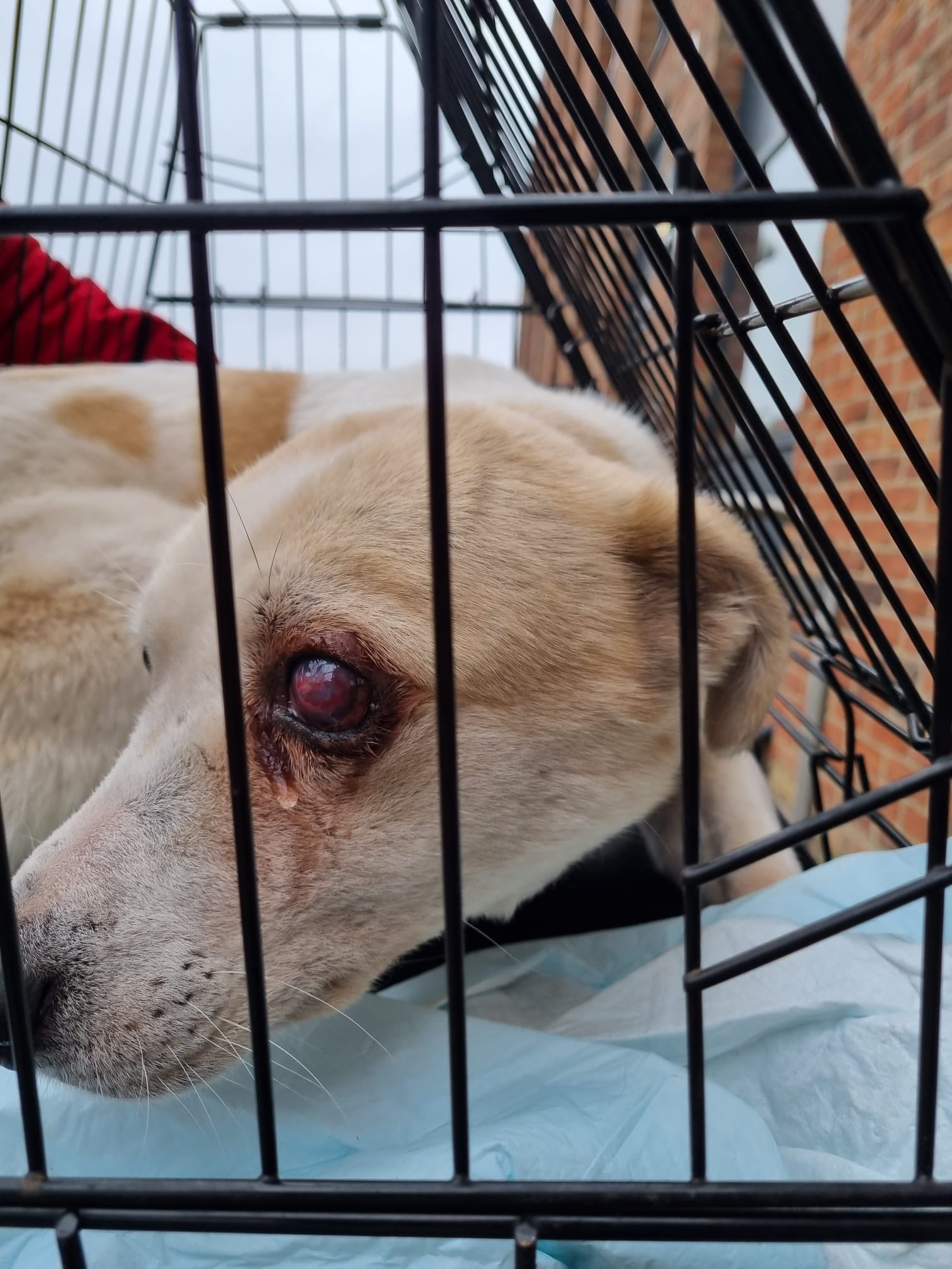 How Much Does It Cost To Have Dogs Eye Removed