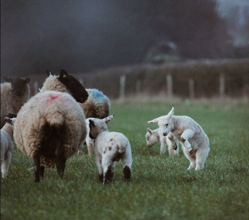 Spring has arrived in Pembrokeshire 🌷 - mailchi.mp/penally-abbey.…