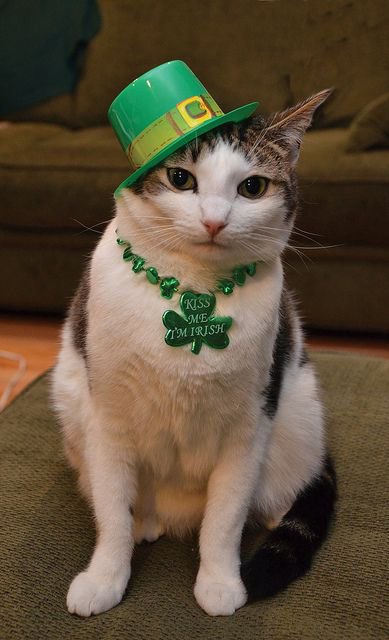 Larry the Cat tweet media