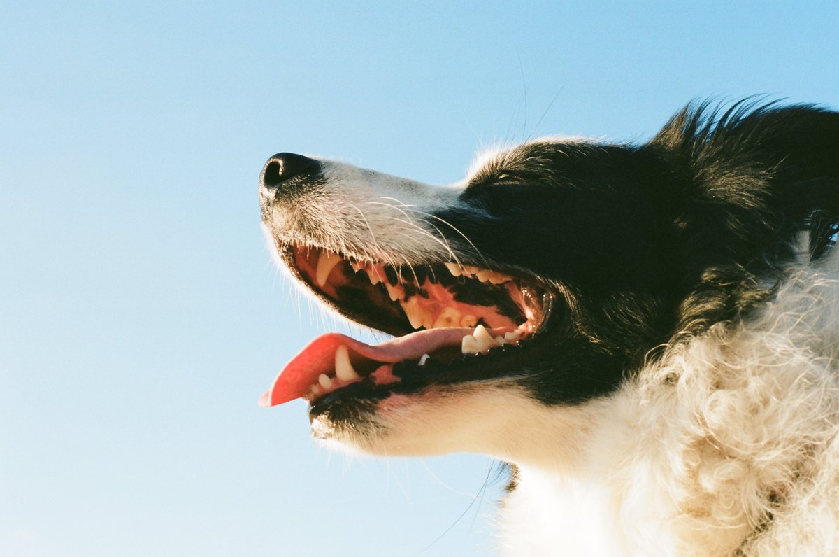 Good dog oral health doesn't just mean avoiding dog breath, and the consequences of dental disease are not limited to the mouth. How can seaweed help keep plaque at bay? How can poor dental health affect a dog's vital organs? Read our guest post at: bit.ly/3FwmCCK