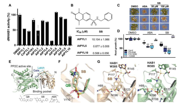 #PaperIBMCP
📃Structure-guided engineering of a receptor-agonist pair for inducible activation of the ABA adaptive response to drought.
👥Lozano-Juste J, Infantes L, Garcia-Maquilon I, Ruiz-Partida R, Merilo E, Benavente JL, Velazquez-Campoy A...

🔗i.mtr.cool/icpcpqdphg