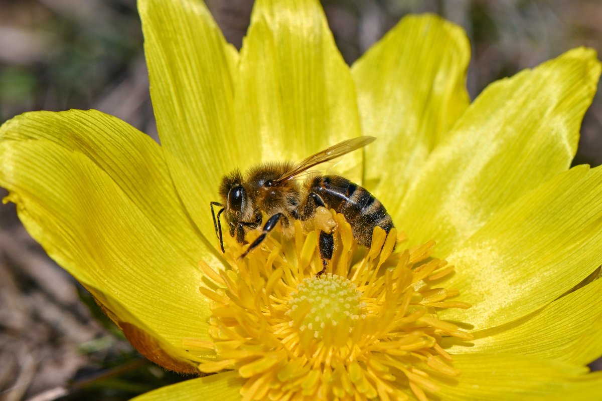 A bee searches for nectar and pollen on an Adonis rose flower on the Oder slope in the district of Märkisch-Oderland.