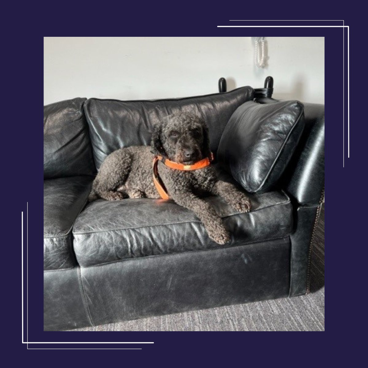 What does flexible working mean to you? For Ellie, our Chief Officer of Morale it means joining the legal team meeting from the sofa…  

#legalteam #flexibleworking #officedog