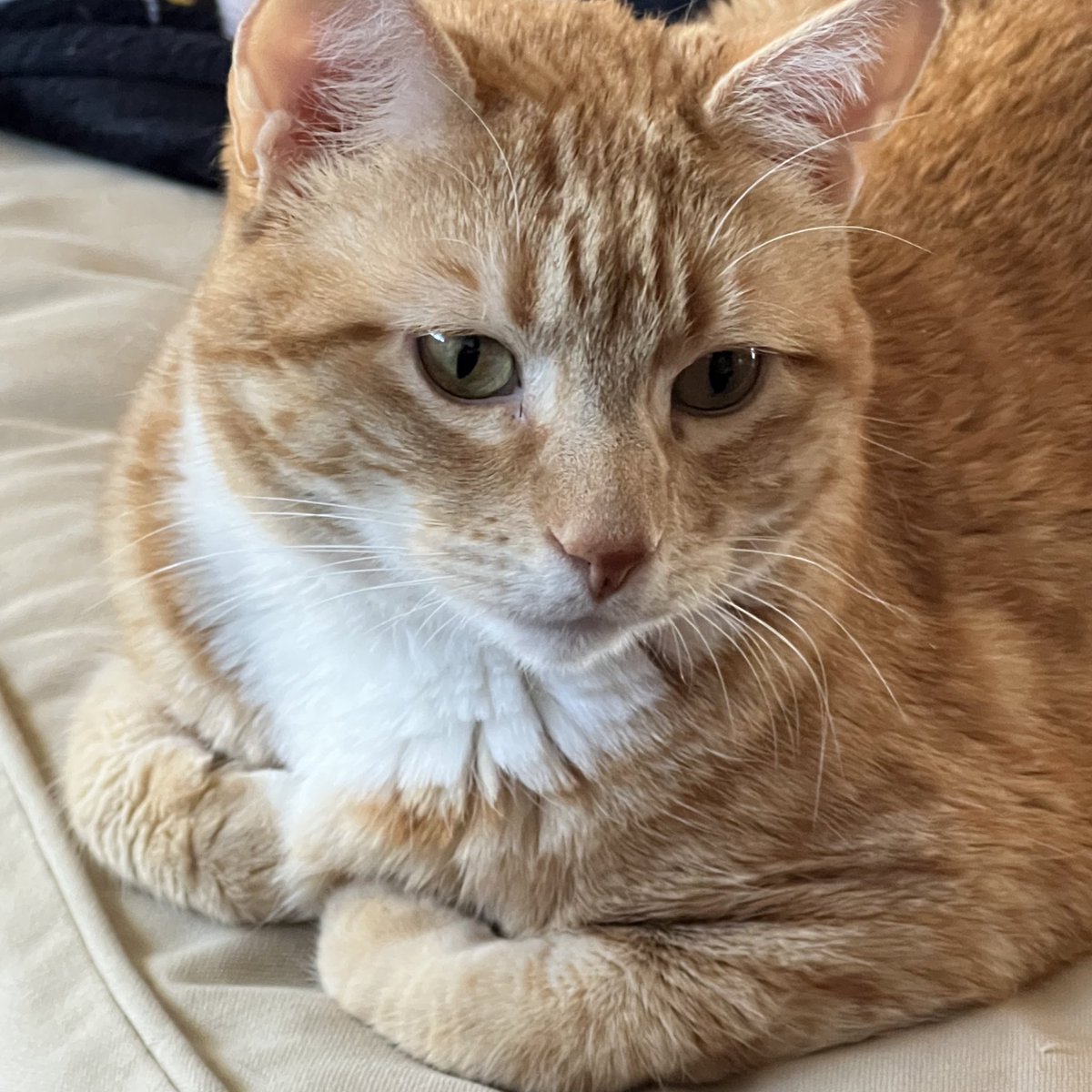 APPARENTLY I am formally not allowed to use the scissors