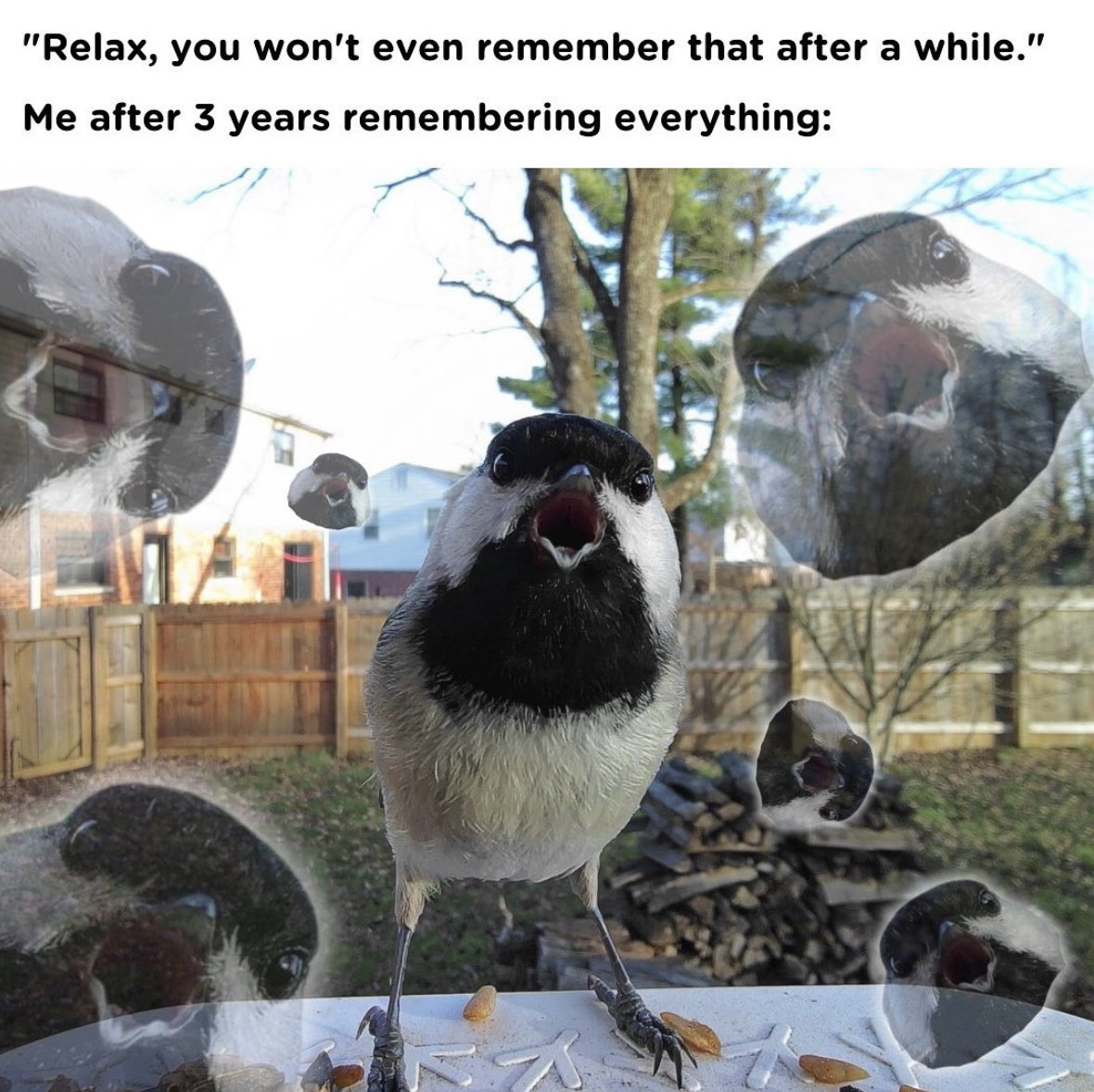 birdmemedaily (@birdmemedaily) / Posts / X