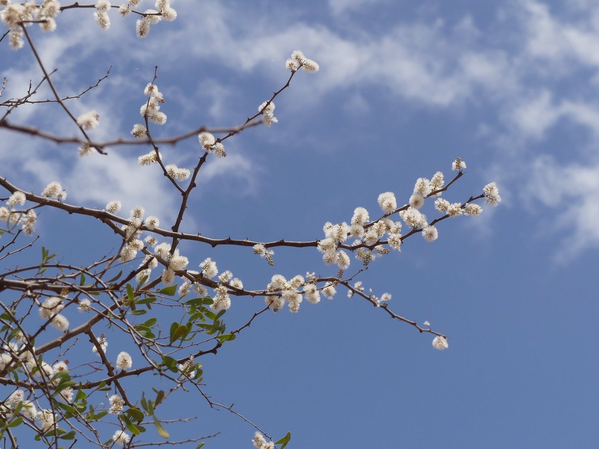 cookswelljikos's tweet photo. Annnd its the tree ID quiz time again!
First person with the correct (newly amended) botanical name for this beautiful tree wins 1kg of seedballs!
Hint* this is known as the honey bearing tree and the #waitabit tree due to its excellent use a live fence in dryland areas of Kenya https://t.co/fZbZOs3UW3