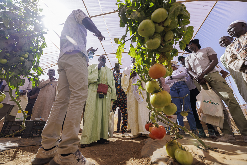 NEWS – Consortium to train Senegalese farmers in sustainable vegetable production #foodsecurity Together with Agroseed #HollandGreenTech @Koppert @TheSaltDoctors we will provide inputs and training to farmers hubs.la/Q01HkTV90

#Sharingahealthyfuture #partnership