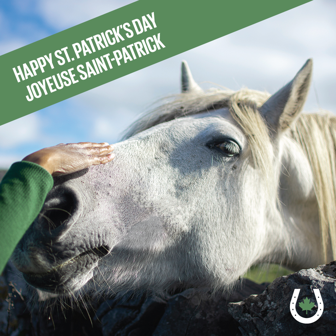 'A best friend 🐴 is like a four-leaf clover: hard to find and lucky to have.' 🍀 Happy St. Patrick's Day! 🎩 « Un(e) meilleur(e) ami(e) 🐴 est comme un trèfle à quatre feuilles : dfficile à trouver et un bonheur à garder. » 🍀 Joyeuse Saint-Patrick 🎩