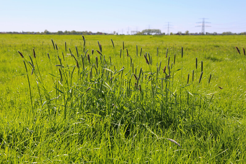 #Stikstof ⬇️| Regelgeving van de EU stelt dat stikstof moet worden verminderd. Wim de Vries benadrukt bij <a href="/EenVandaag/">EenVandaag</a>: "er zijn geen andere reële opties om de biodiversiteit te behouden. Je zult uiteindelijk toch moeten reduceren, er is geen andere weg." 👉bit.ly/3JMi7GF