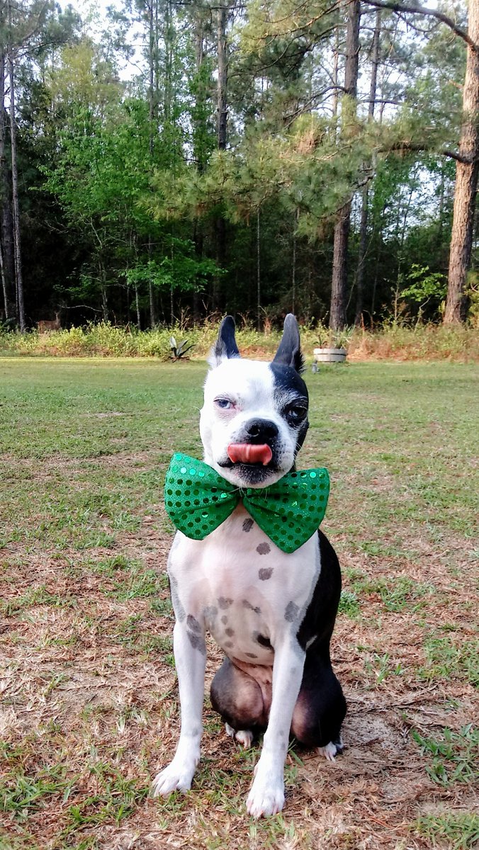 cozywithgozy's tweet photo. Woof 🍀 Have a cozy #StPatrickDay everyone! I didn't see any leprechauns, but a deer in the forest decided to be in my photo. 

#luckoftheirish #bostonterrier #dogsoftwitter #DogCelebration https://t.co/Fm0vqZNQlS