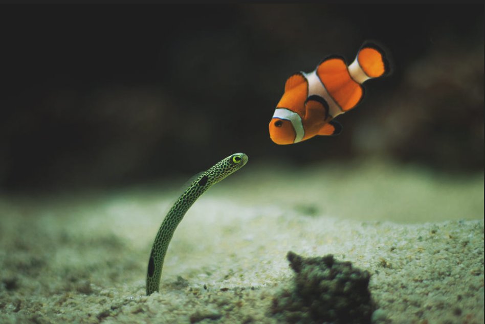 Curiosity is innate and universal. 

In this peculiar shot by photographer Tomasz Grabowiecki, a clown fish and a garden eel seem to inspect each other in a suspended moment 

[source: buff.ly/3lgZgdJ]