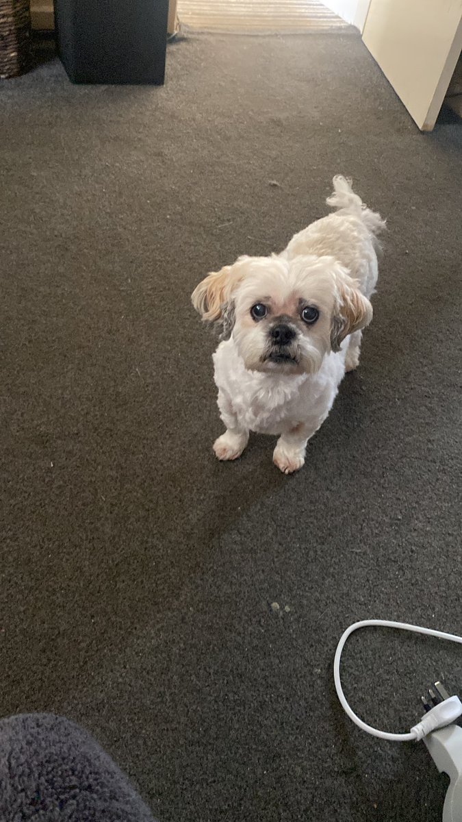 dannithomso1984's tweet photo. @PoundHoundsResQ Meet Mia growls when u move/take her treat❤️soils sometime is also blanket &amp; bed stealer begs 4 food doesn't like her groomer been visiting her 4 13 years🐶Ste clearly spoiling u now🤞🏻your get a forever home that don't care about these imperfections &amp; spoil you forever Queen https://t.co/CLYoU22Apc