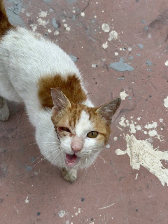 ÇOCUĞUN DURUMU ÇOK ACİL ‼️ 

İzmir çiğli final okullarının orada bu şekilde bir kedi dolaşıyor.Yüzünün yarısında yara var 😞 devamlı bu şekilde miyavlıyor.Belediye bakmıyor ölümcül hastalık dedi.🙏🏻

<a href="/alber_35/">Alι Bεявεяσqlυ</a>