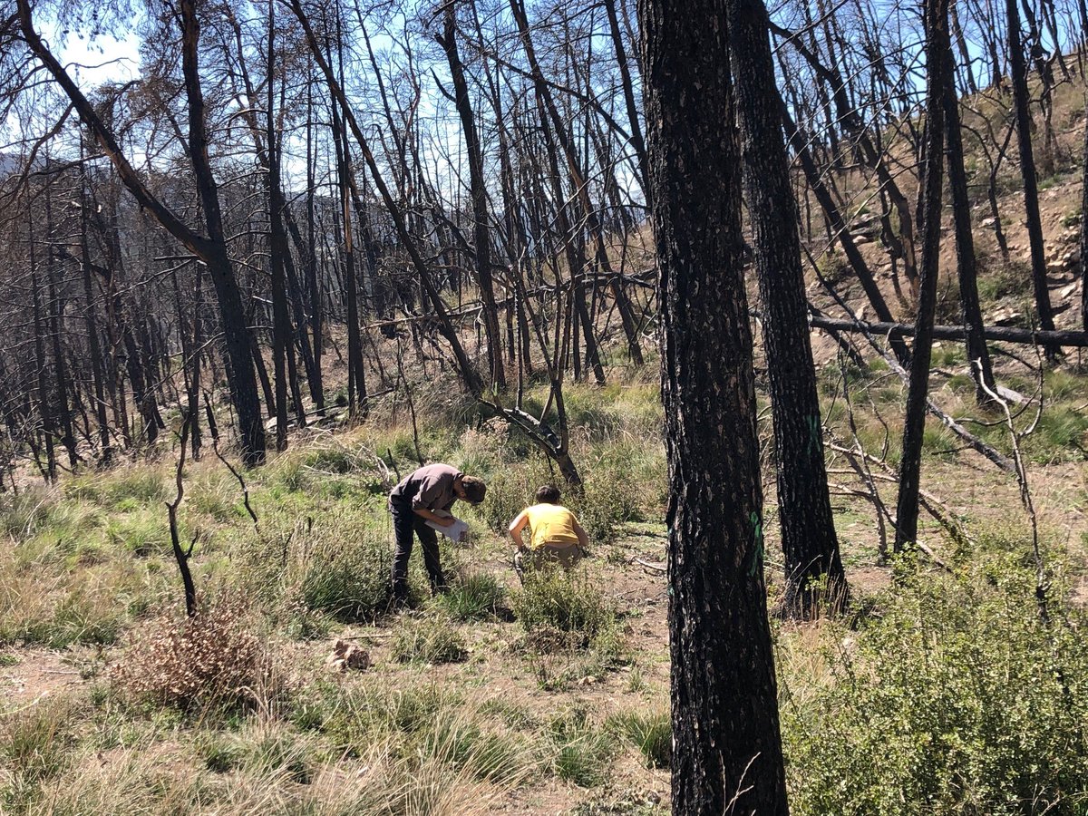 LColl_'s tweet photo. Floristic surveys are being made repeatedly in the burnt area of Sta Coloma de Queralt (2021). They may provide additional knowledge on the factors driving the dynamics of post-fire communites. Let's see the results...but @Pmaraensis &amp; @Gil_Giiil are making an outstanding job! https://t.co/kqsOyqnDBa
