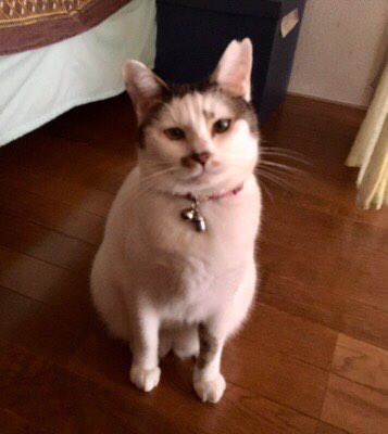 CATsRightToQOL's tweet photo. あれから1ヶ月が経った。
大怪我の痛みおかげで、
頭がおかしくならずに済んだ。

怪我から12日、あっという間に時間が過ぎてしまった…🥺 https://t.co/aC77oIret5