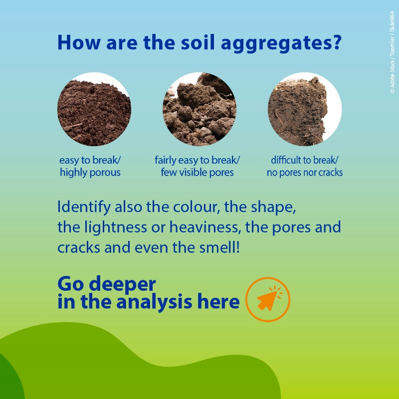 HorizonEU's tweet photo. Ever wondered what’s hiding underneath your feet? 👣

Take a garden spade &amp; test your #soil! 🔍

🇪🇺 Research &amp; innovation projects, like @SoilCare_eu, promote good practices to improve soil health in line with the #MissionSoil objectives.

Learn more! 👇

#EUMissions #HorizonEU