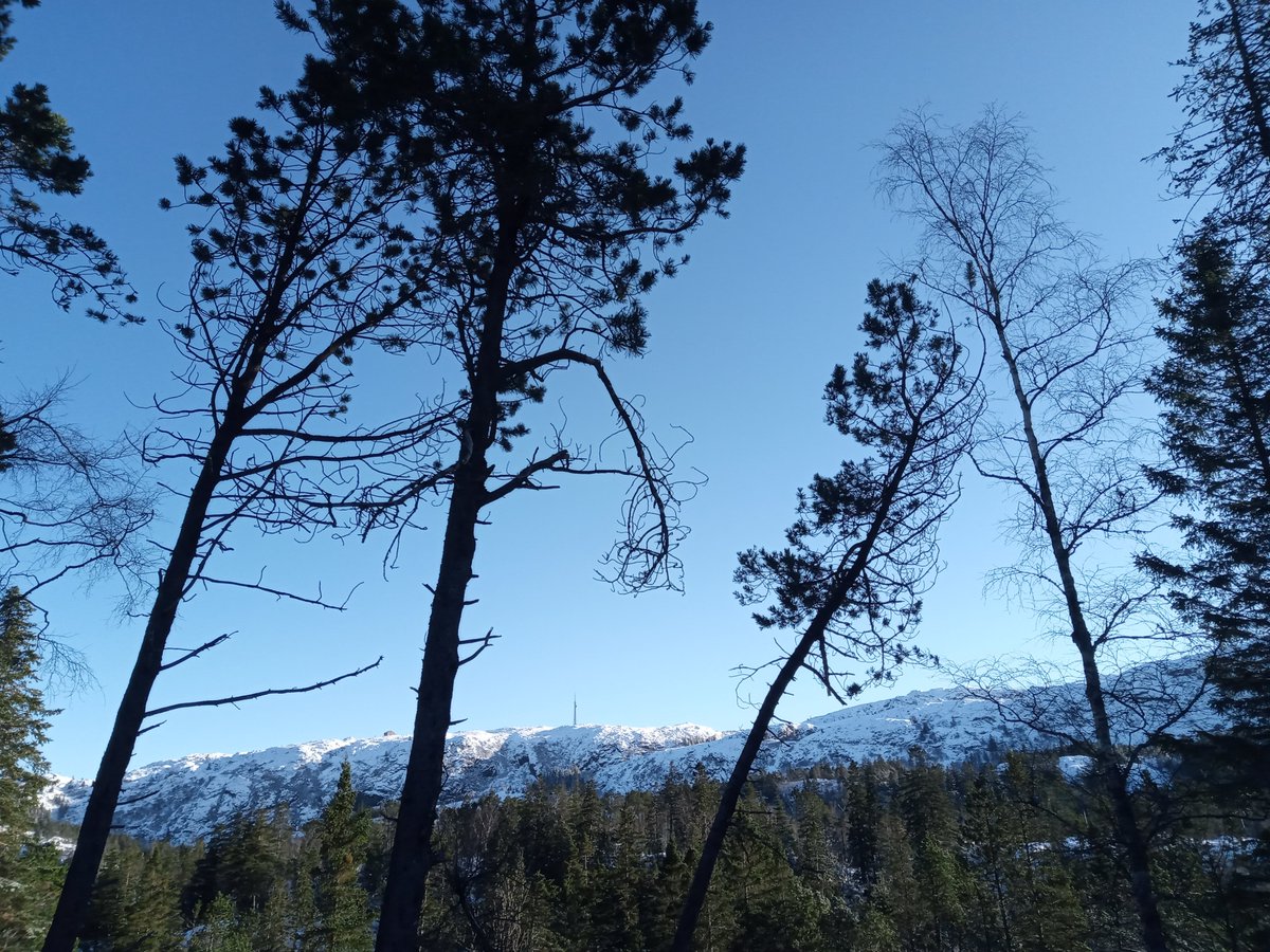 mitomaths's tweet photo. RTs much appreciated! 
Fancy trying beautiful Norwegian life (Figs 1-4) and doing some cool science?
Two 1yr researcher posts, in biomaths
https://t.co/z95lzfg1Jz
and bio
https://t.co/zsNNyN7QQD
I'll help with applications for follow-on funding and posts. V happy to chat more! https://t.co/fbccQR84gE
