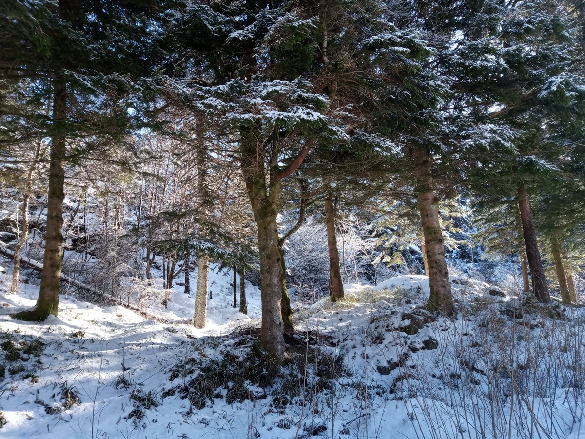 mitomaths's tweet photo. RTs much appreciated! 
Fancy trying beautiful Norwegian life (Figs 1-4) and doing some cool science?
Two 1yr researcher posts, in biomaths
https://t.co/z95lzfg1Jz
and bio
https://t.co/zsNNyN7QQD
I'll help with applications for follow-on funding and posts. V happy to chat more! https://t.co/fbccQR84gE