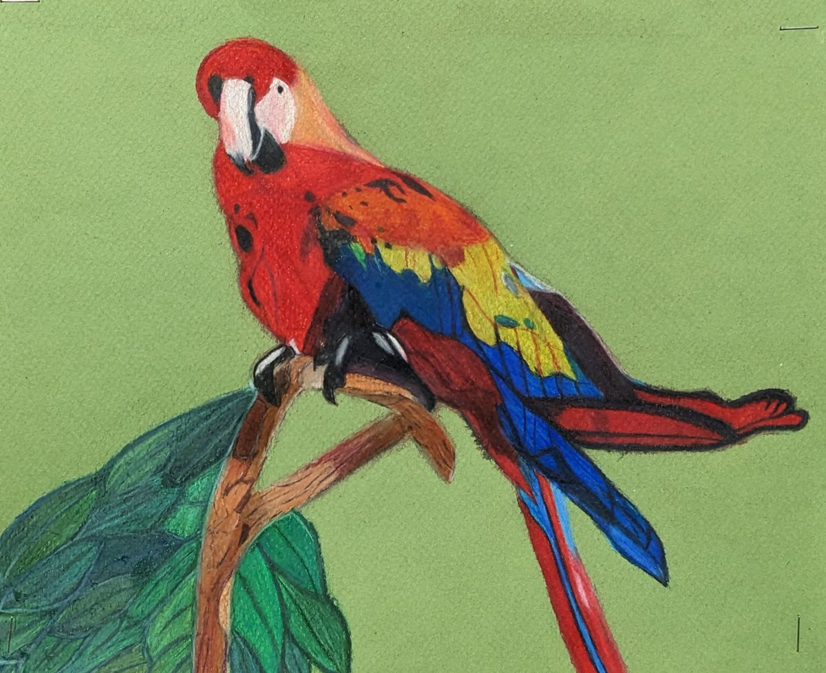 Sarah St.John (@art_by_ssj) on Twitter photo Loving these tropical animal colored pencil portraits by my <a href="/WestburyWHS/">Westbury High School</a> Drawing & Painting students ππ <a href="/youthArtMonthNY/">YAM_newyork</a> Loving these tropical animal colored pencil portraits by my <a href="/WestburyWHS/">Westbury High School</a> Drawing & Painting students ππ <a href="/youthArtMonthNY/">YAM_newyork</a>