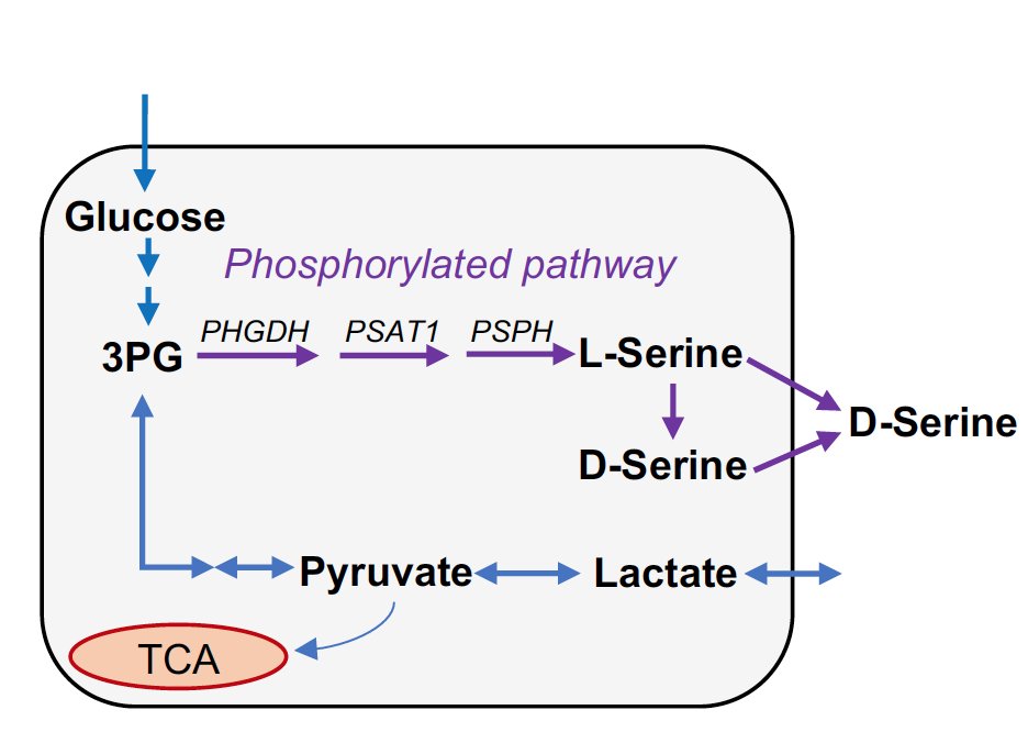 thmonk_pf's tweet photo. なんと神経興奮時にAstrocyteが解糖系の亢進で産生するLactateがGliotransmitterの(D,L-)Serineと共にシナプス形成を促進し、認知機能を維持することを検証したPreprint
遺伝子改変マウスとOptogenicsを使用し、Patchcrampを用いている
#ANLSH
#synaptogenesis
#papers
https://t.co/U7IWCNBETz https://t.co/XZ5wd1lFV5