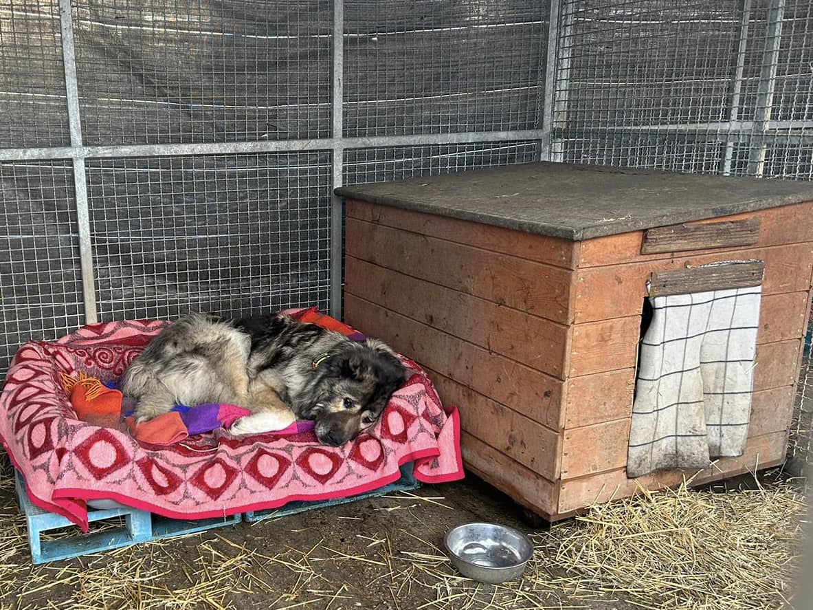 Jeśli wyświetlił Ci się ten wpis proszę spójrz na smutek tego psa i przeczytaj🥺
Serce pęka i rozpada się na kawałki…💔

"Dunia wróciła z adopcji po kilku dniach…
bo była za duża…
no i ktoś powiedział, że kiedyś gdzieś kaukaz zagryzł innego psa 🤦🏽‍♀️🤦🏽‍♀️🤦🏽‍♀️
Dunia jest łagodnym,