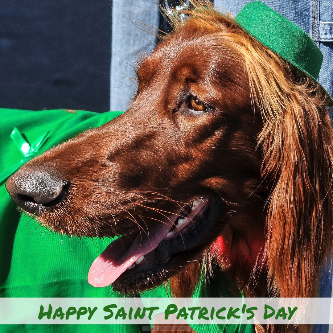 'Lots of dog breeds originated from Ireland, so let’s shine a spotlight on a few of them in honour of Saint Paddy’s Day'

dogtime.com/holiday/10186-…

#homesittersltd #Dogtime #SaintPatrickDay #Irish #IrishWolfhound #IrishTerrier #IrishSetter #IrishRed #WhiteSetter #IrishWaterSpaniel