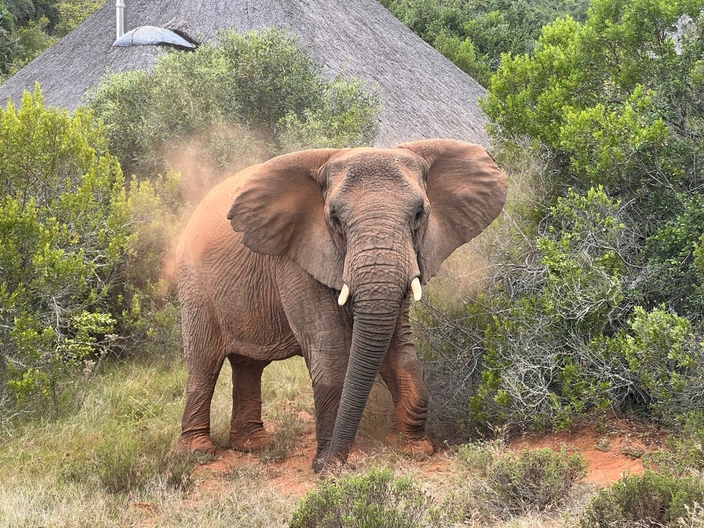 Bukelagamelodge's tweet photo. Making her presence known with a cloud of dust, right outside one of our Luxury Suites. 

📸 : Red Carpet Creative 

https://t.co/VPZVjefnk5

#BukelaGameLodge #LionRoarsHotelsAndLodges #AmakhalaGameReserve #MalariaFree #ElephantsAtLodge #Big5Sightings https://t.co/edwUyNi3Vv