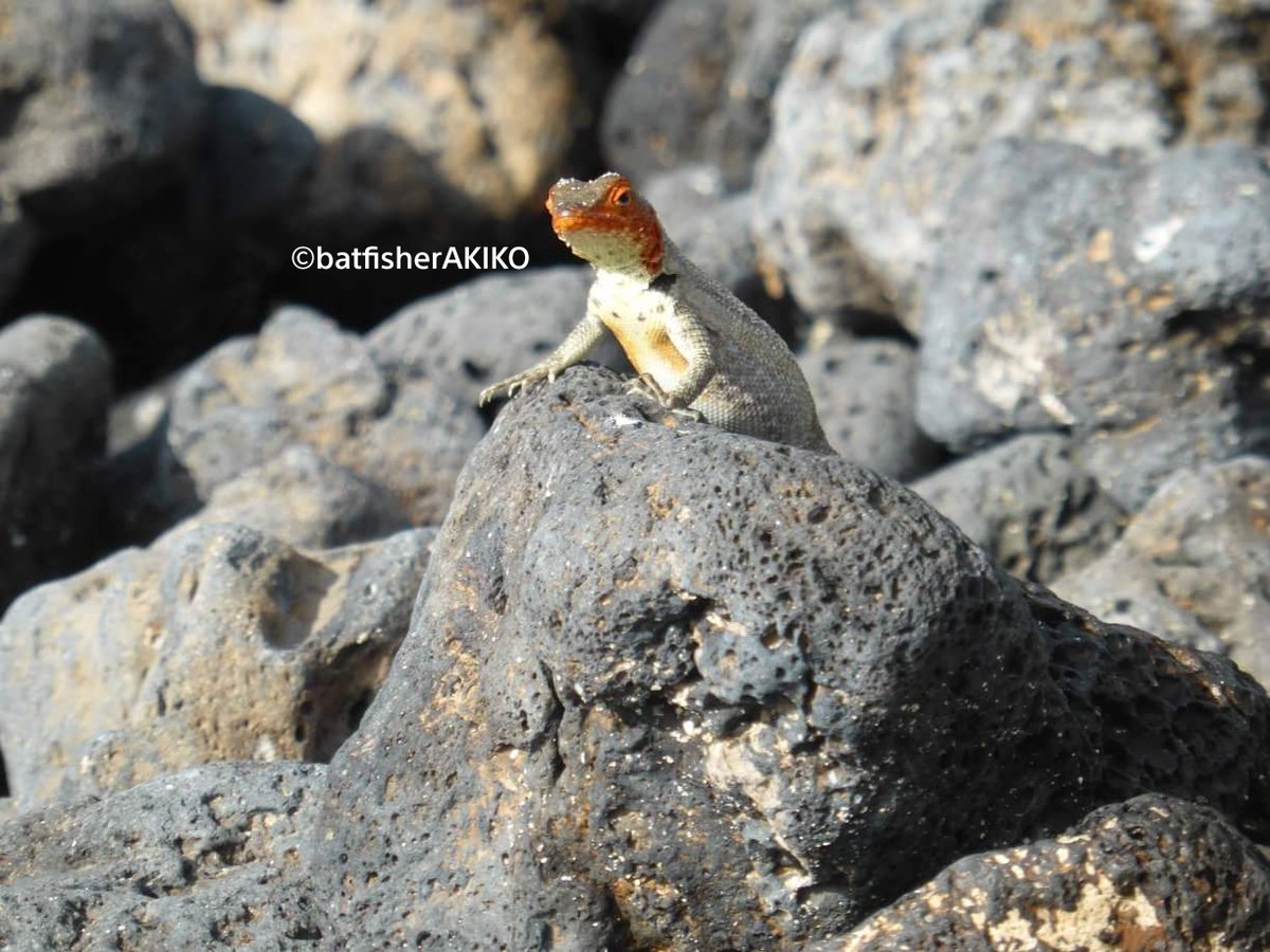 batfisherAKIKO's tweet photo. 「お立ち台に上がったら緊張と恥ずかしさで顔が真っ赤になっちゃった」みたいな色合いのヨウガントカゲ
#Ecuador
#エクアドル
#Galapagos
#ガラパゴス諸島
#LavaLizard
#ヨウガントカゲ
#爬虫類 https://t.co/E26CgngxxV