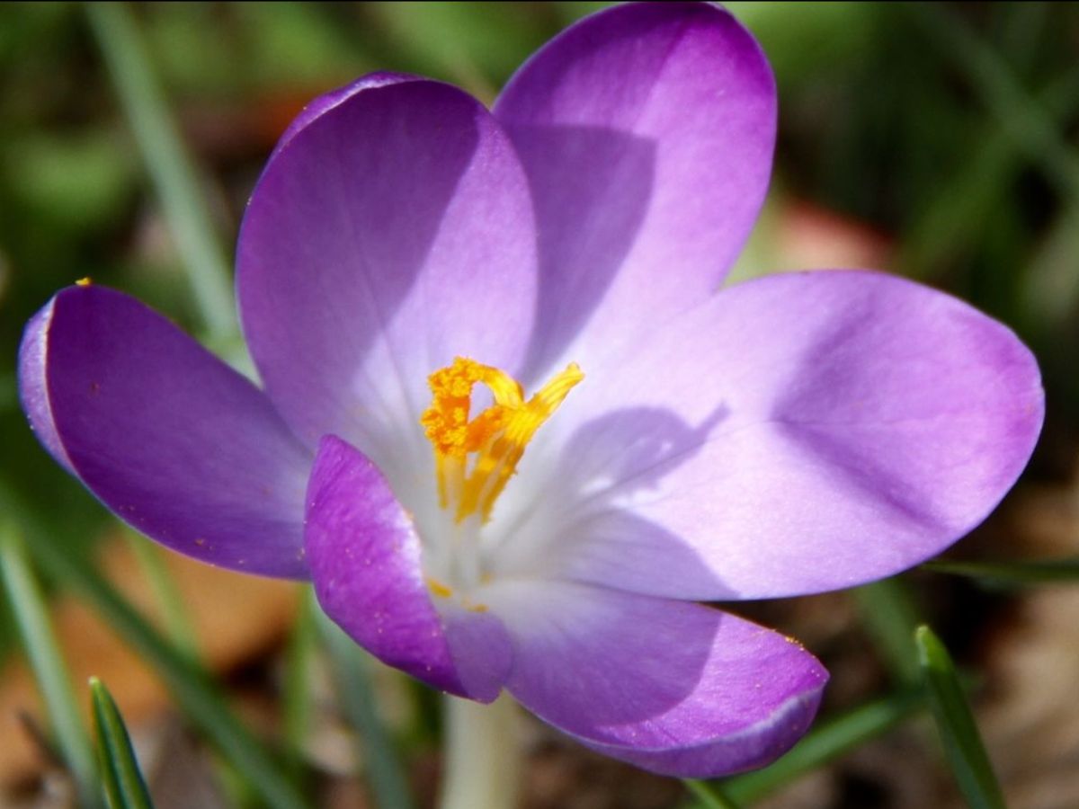 Waterfront Botanical Gardens (@waterfrontgrdns) on Twitter photo News from the Gardens - March 17 🌱 - mailchi.mp/waterfrontgard… News from the Gardens - March 17 🌱 - mailchi.mp/waterfrontgard…