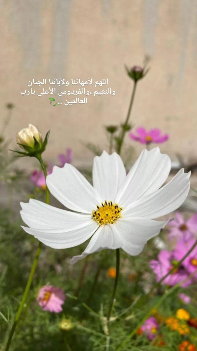 غيمه🧶🪄 tweet media