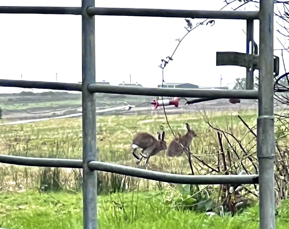 Beautiful to see the March hares out on the #Mullet #Ireland #Wildlife